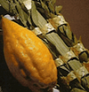 lulav_etrog